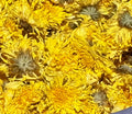 Premium Bulk Ju Hua / Yellow Chrysanthemum Flower