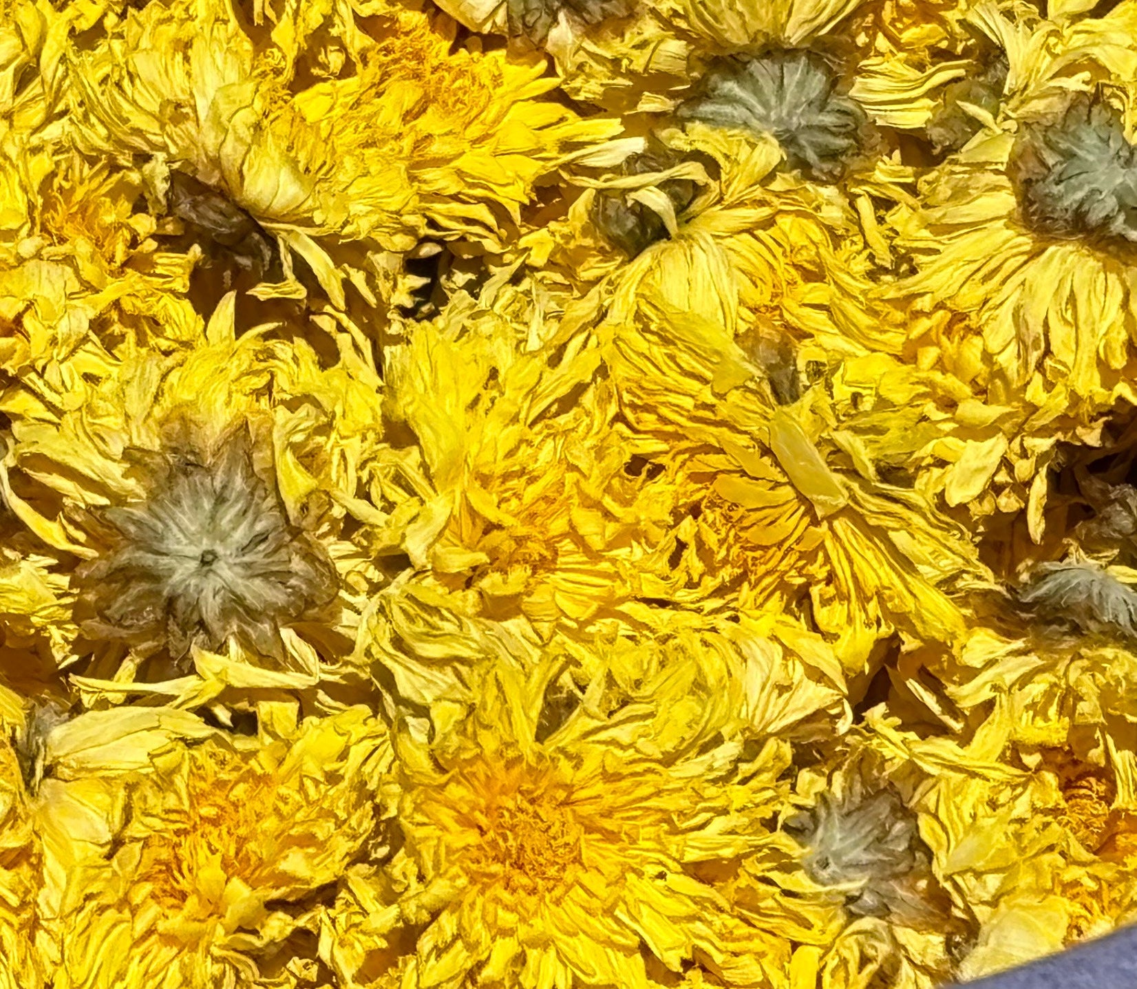 Premium Bulk Ju Hua / Yellow Chrysanthemum Flower