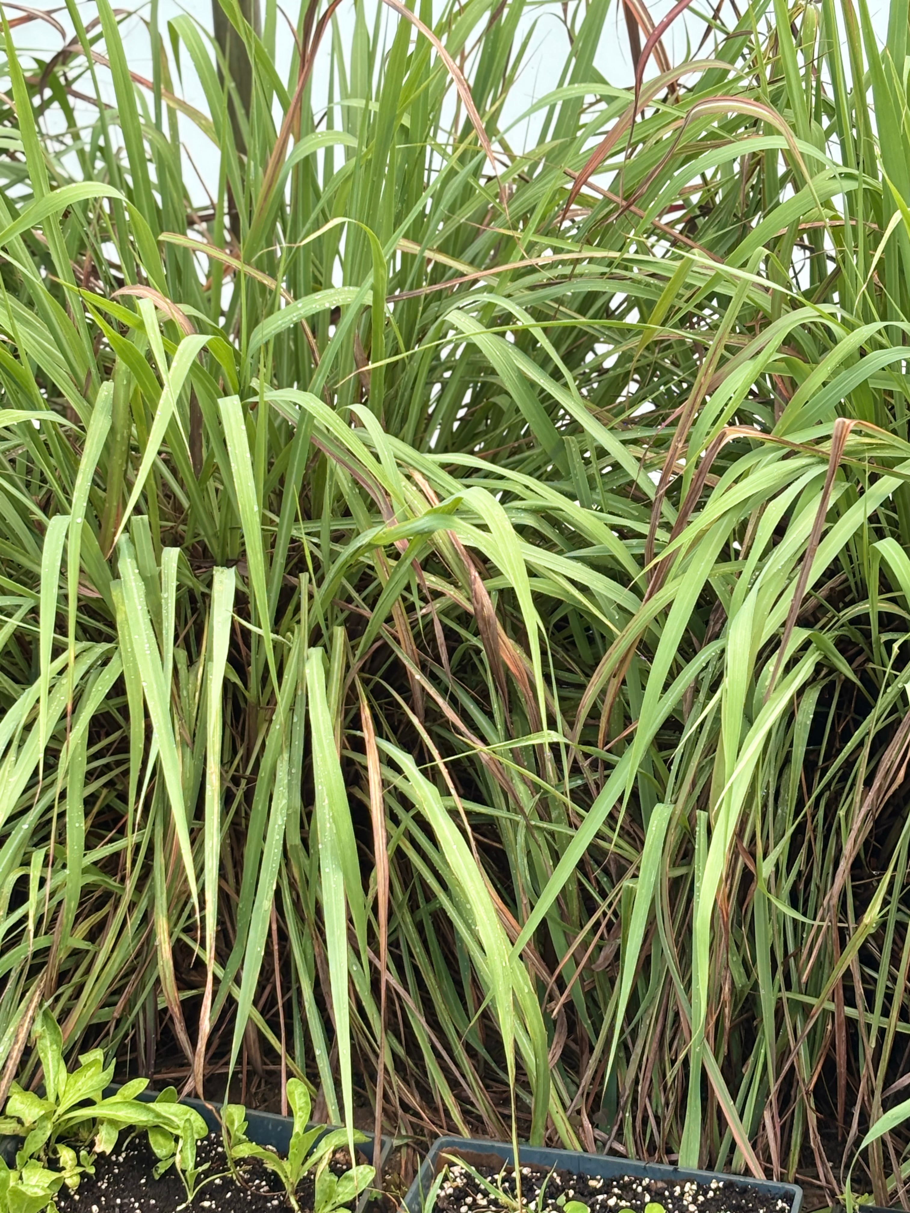 Premium Bulk Xiang Mao (Cymbopogon citratus / Lemongrass)