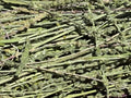 Premium Bulk Jing Jie / Schizonepeta tenuifolia / Schizonepeta Aerials